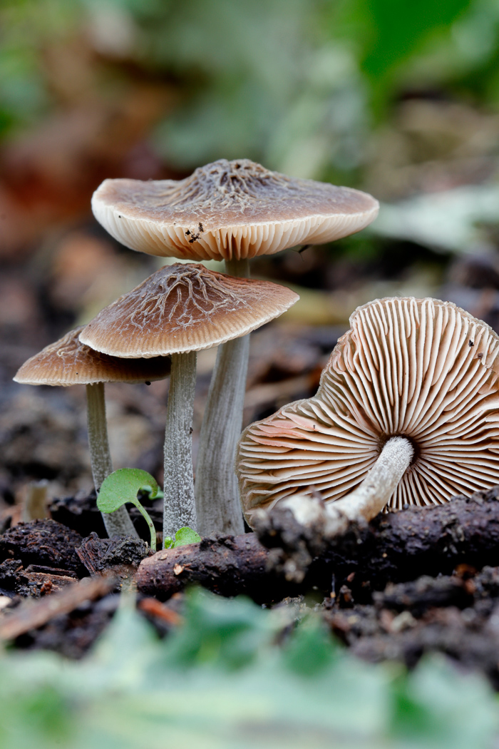 Pluteus thomsonii by Justin Long